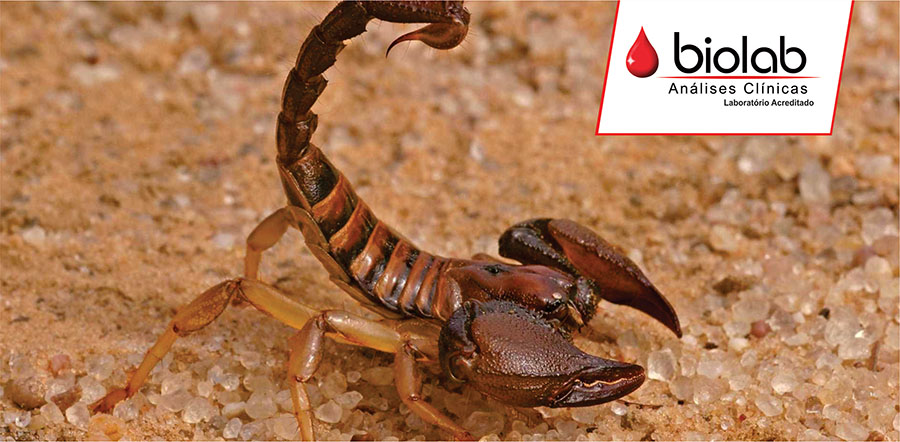 O que fazer em caso de picada de escorpião?