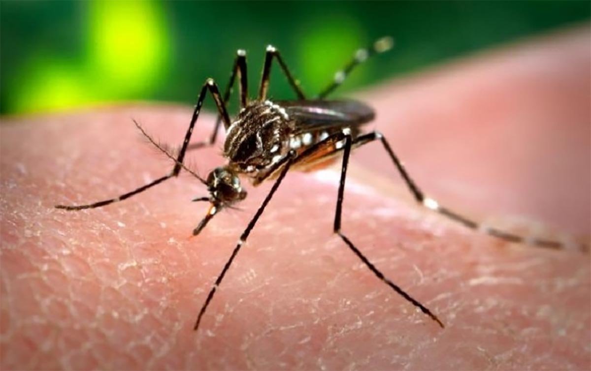 Teste para detecção de Dengue
